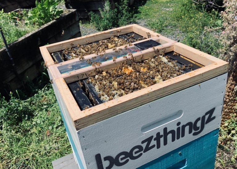 Rent bees in Auckland