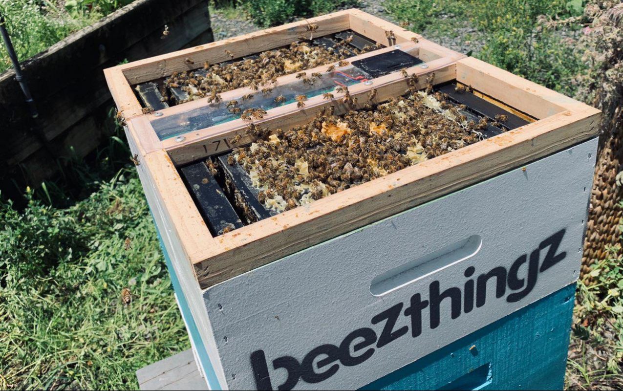 Get bees in Auckland