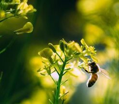 Gift Card - Hive rentals 12 months Subscription - Plan2