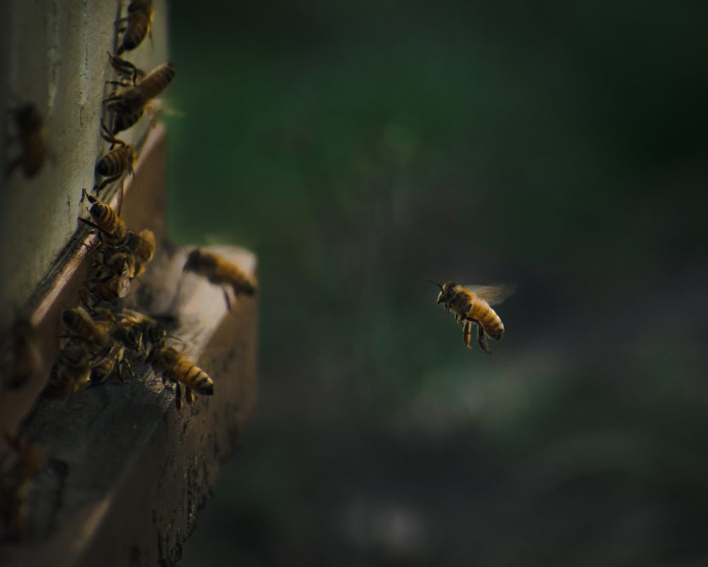 Adopt a Beehive and Support Bee Conservation 1 bee3